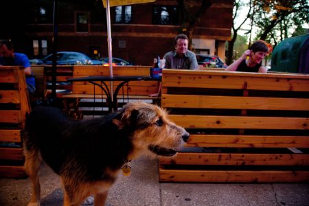 Lottie's Celebrates National Dog Day