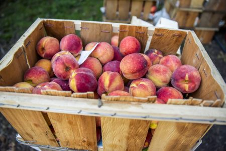 Green City Market Extends Outdoor Season