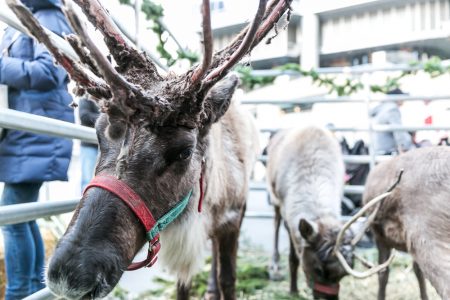 Kick off the Holiday Season with Reindeer on the River