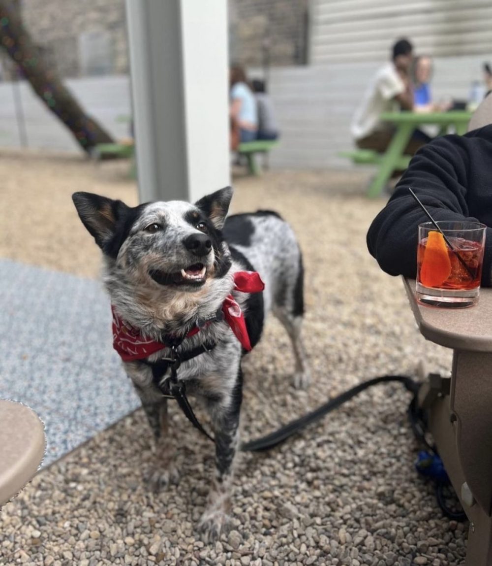 Central Park Bar Dog Patio 1