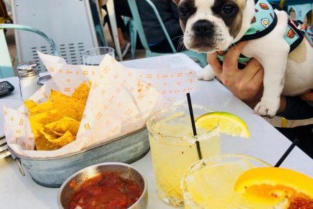 4 Star Restaurant Group Celebrating National Dog Day August 26