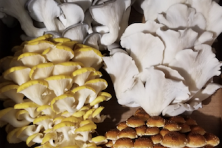 Windy City Mushroom Invites Mushroom Enthusiasts to Submit Slogan Ideas